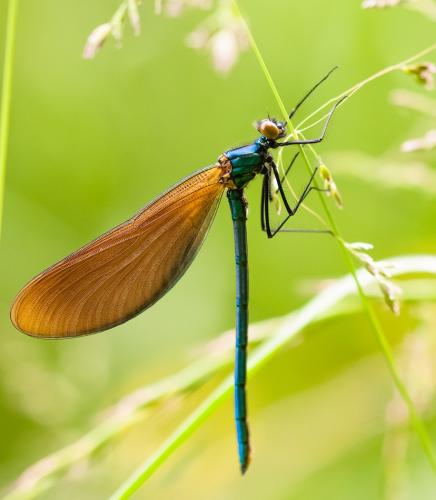 Calopteryx virgo